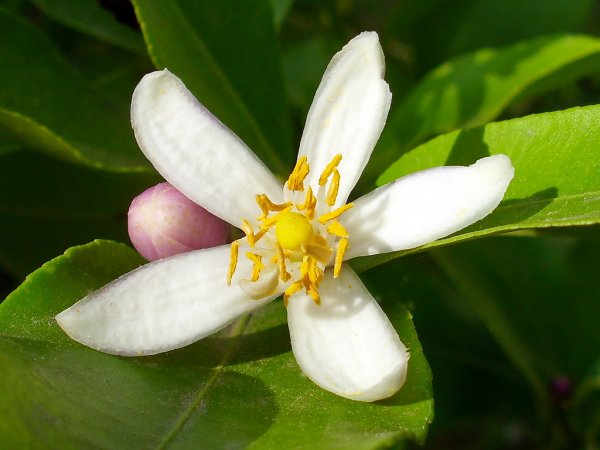 Лимонное дерево соцветие