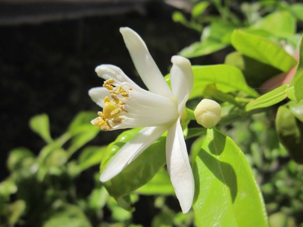 Лимон растение цветение