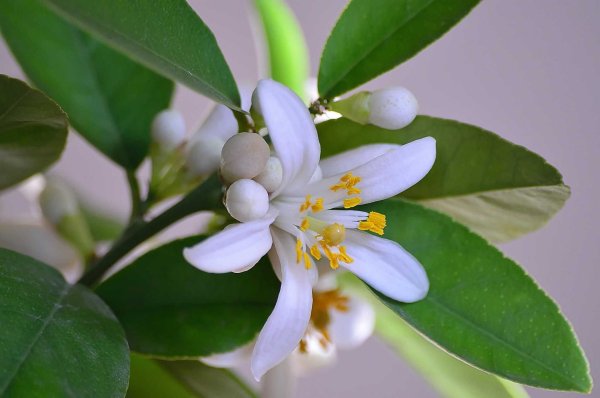 Лимон дерево цветение