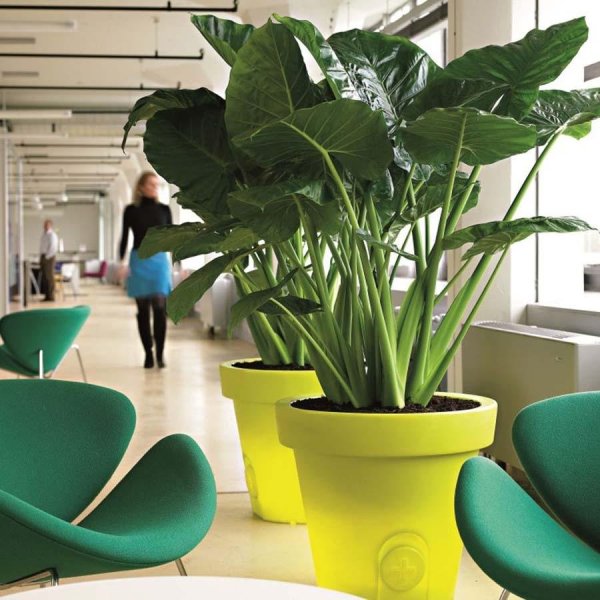 Алоказия трехлистная лечебная