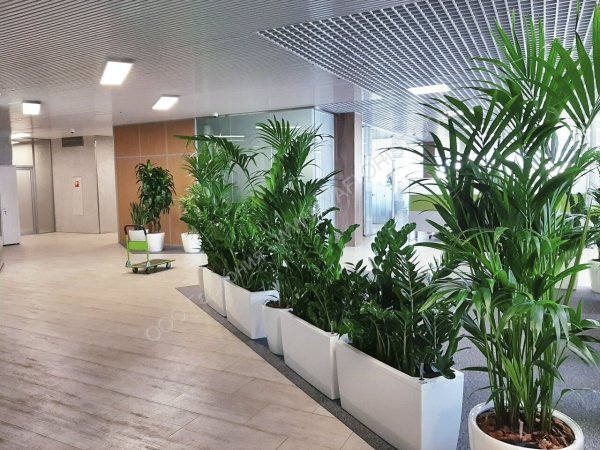 Озеленение кабинета