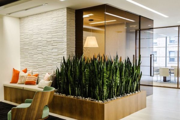 Сансевьера фитодизайн