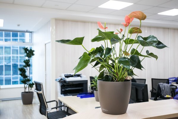 Вертикальное Озеленение в офисе