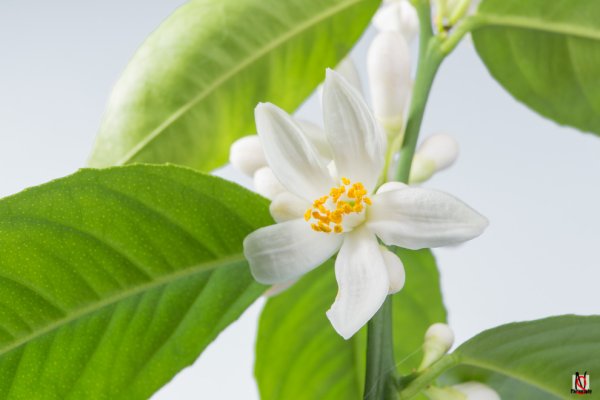 Лимон Павловский цветение