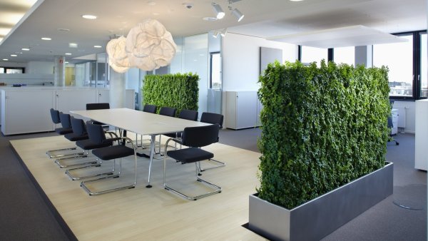 Спатифиллум в горшке