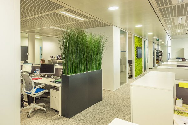 Цветы для офиса