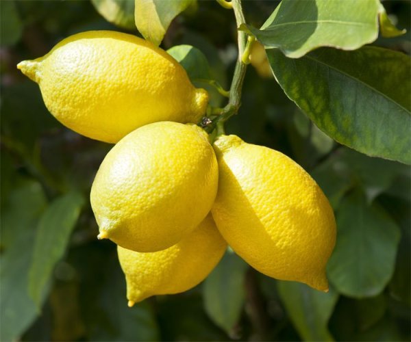 Китайский лимон