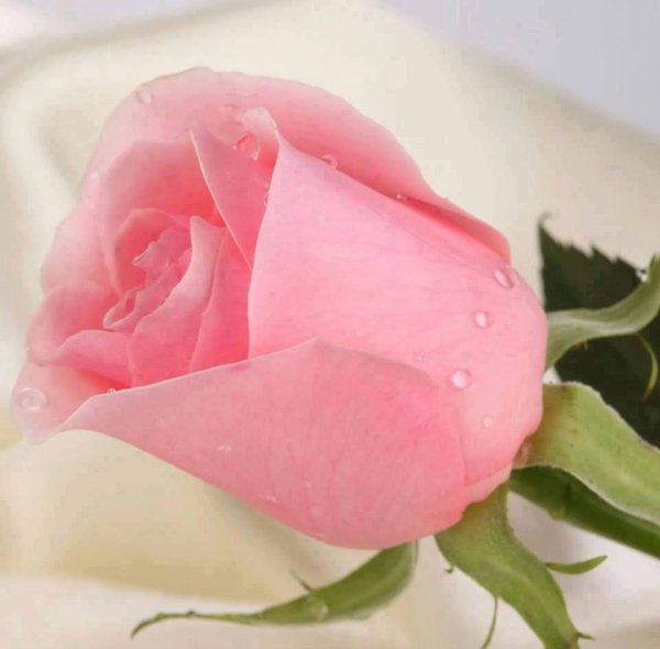 Темные цветы