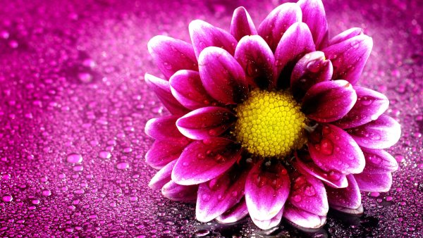 Красивые цветы