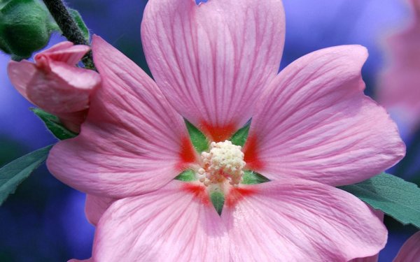 Цветы крупным планом