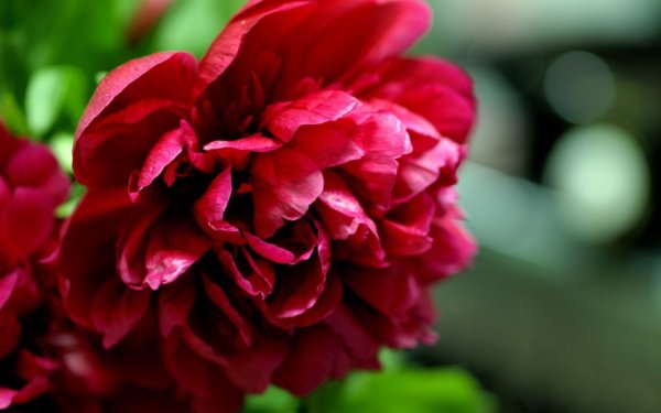 Цветы под дождем