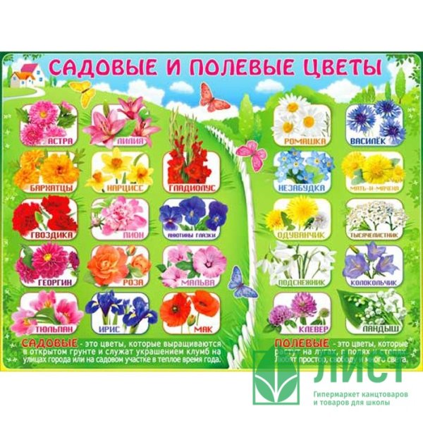 Садовые и полевые цветы для детей