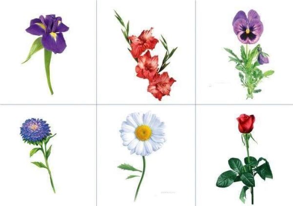 Названия цветов для дошкольников