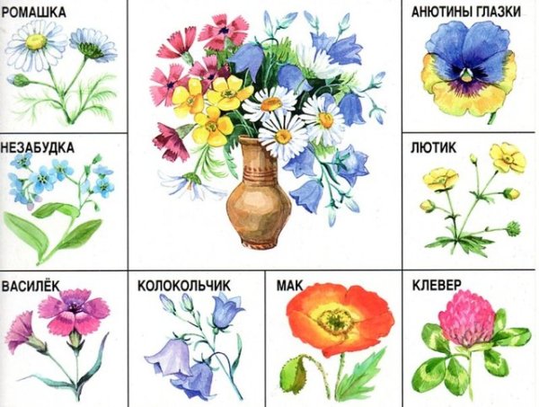 Садовые и полевые цветы для детей