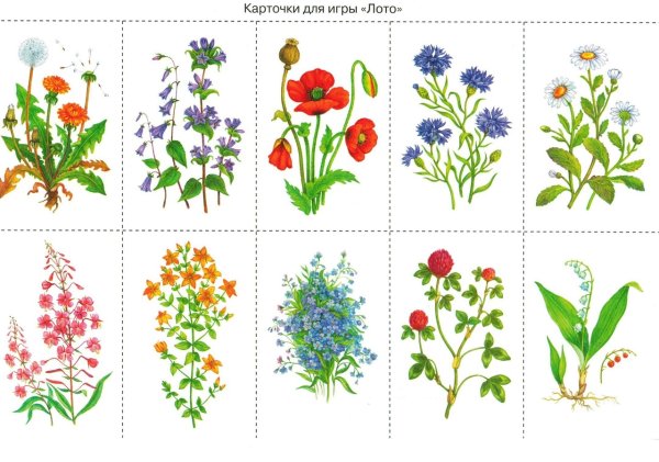 Наглядный материал цветы