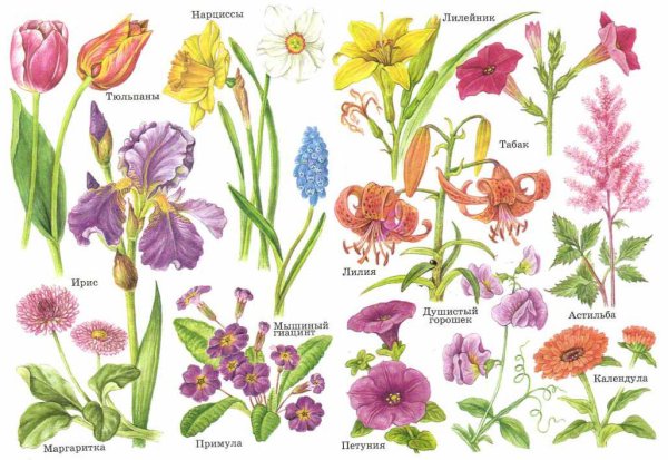 Атлас определитель цветника
