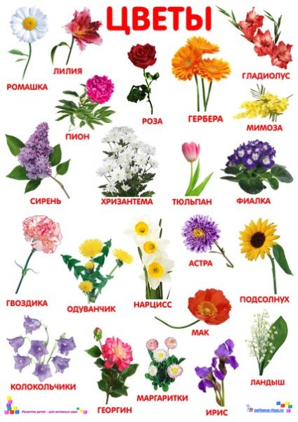 Цветы названия