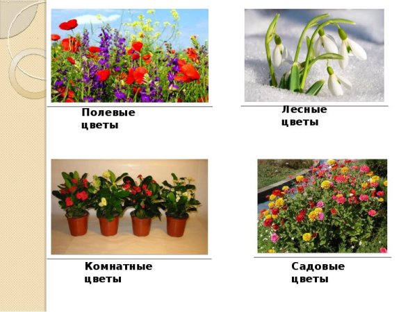 Лексическая тема луговые полевые садовые цветы