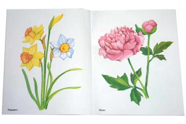 Цветы комнатные садовые полевые