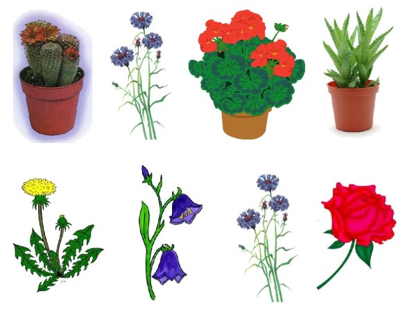 Полевые цветы названия