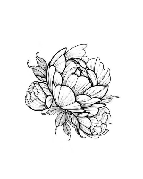 Пионы випшейдинг эскиз