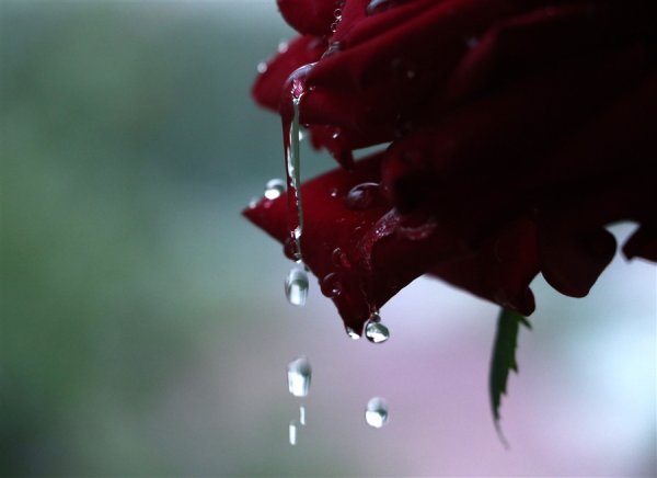 Цветок плачет