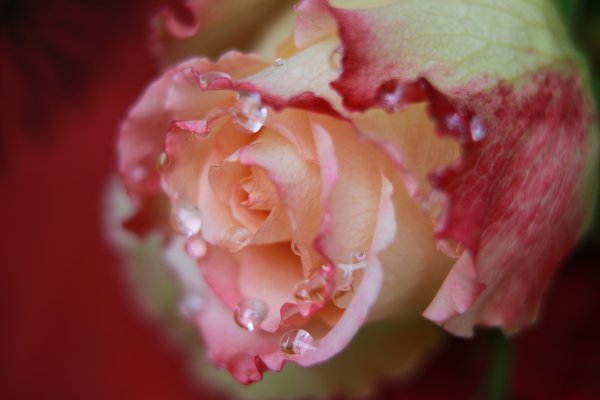 Плачущая роза цветок