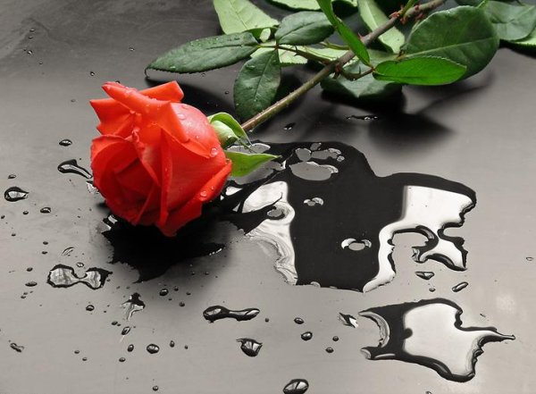 Сломанный цветок