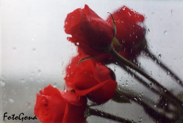 Плачущие розы