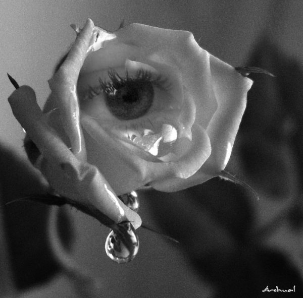 Цветок плачет