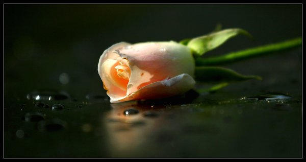 Цветок плачет