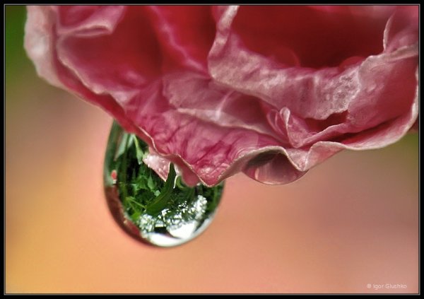 Слёзы на цветах