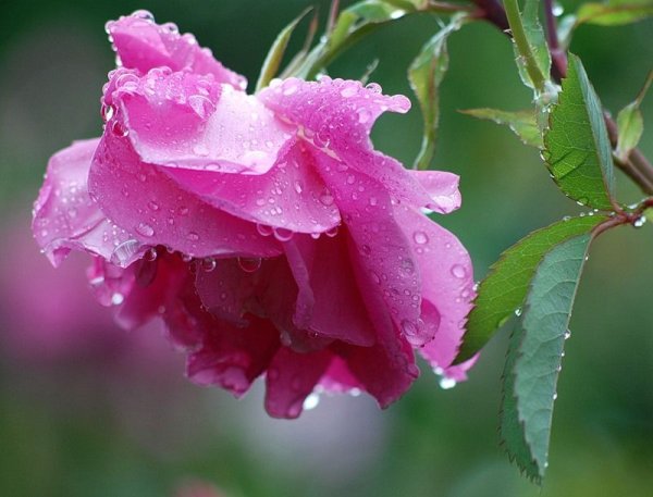 Розовая роза после дождя