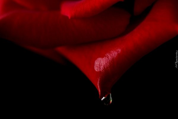 Роза в слезах