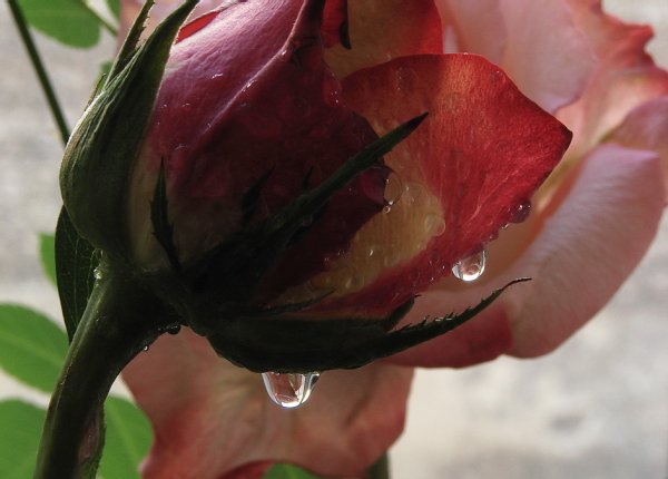 Плачущая роза