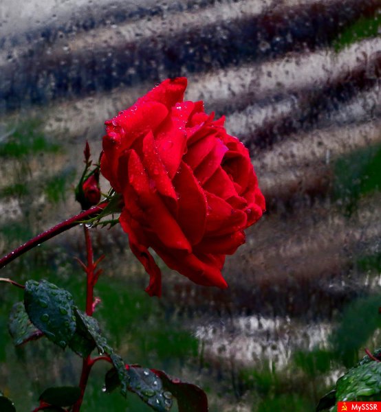 Роза плачет