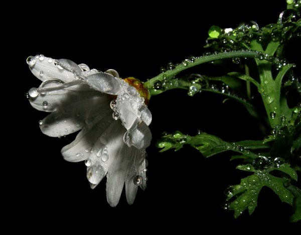 Цветочек плачет