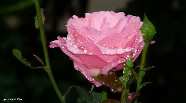 Цветок плачет