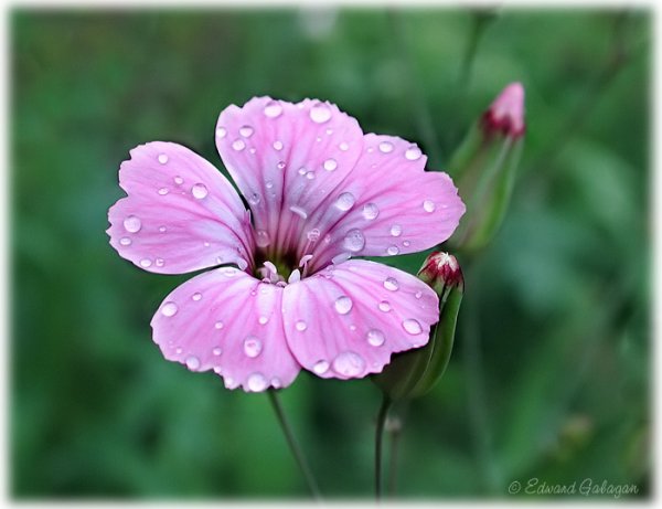 Цветок плачет