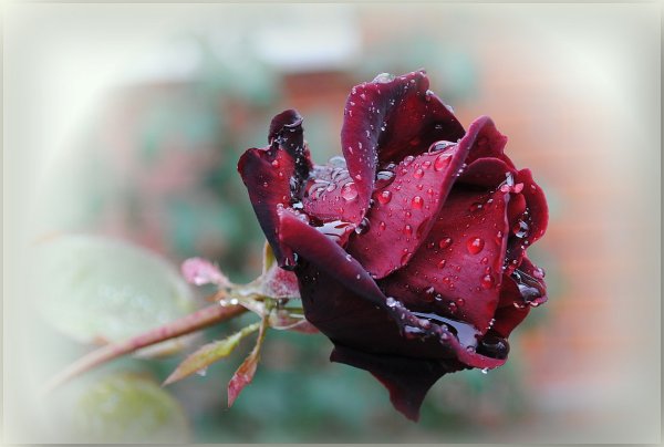 Плачущая роза