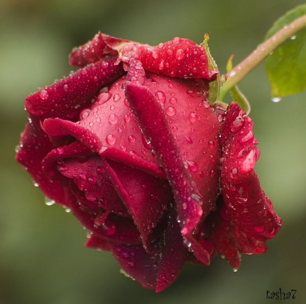 Розы с каплями дождя