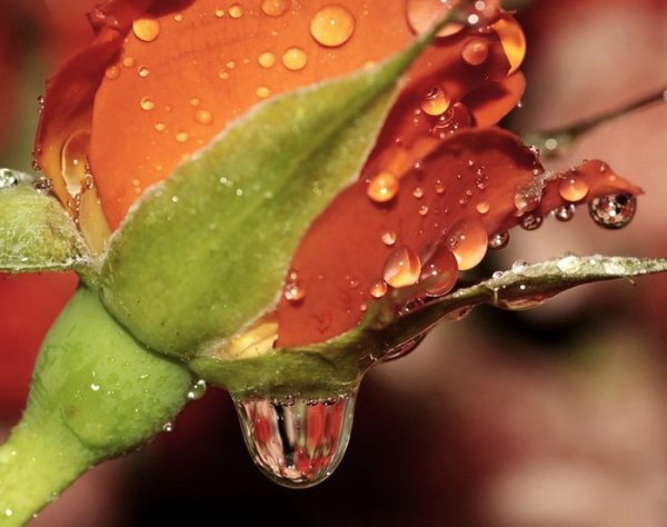 Капли дождя на цветах