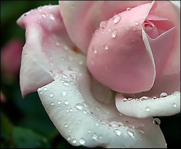 Плачущие розы