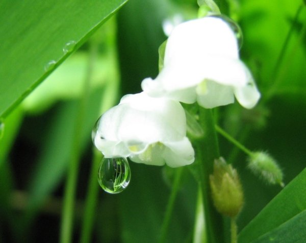 Цветы и слезы