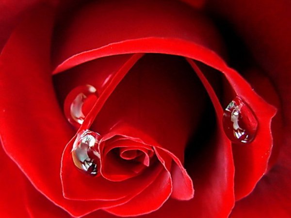 Роза плачет