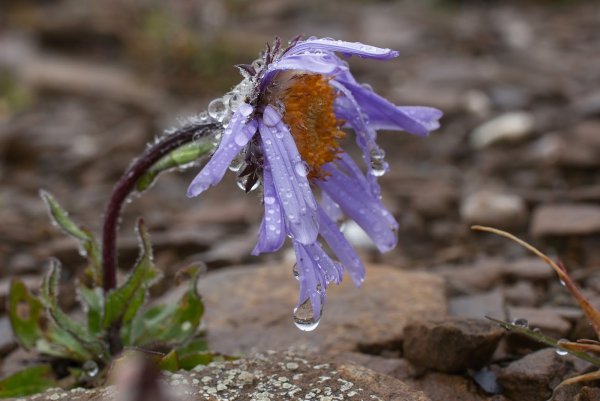 Цветок плачет