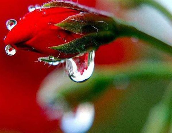 Цветы и слезы