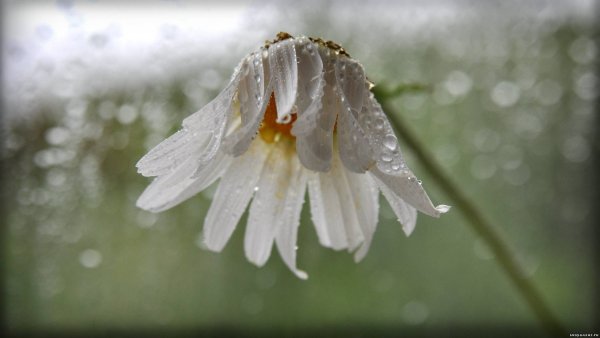 Грустный цветок