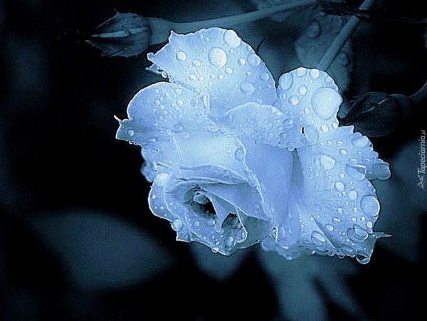 Ледяная роза