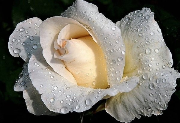 Белые розы мокрые